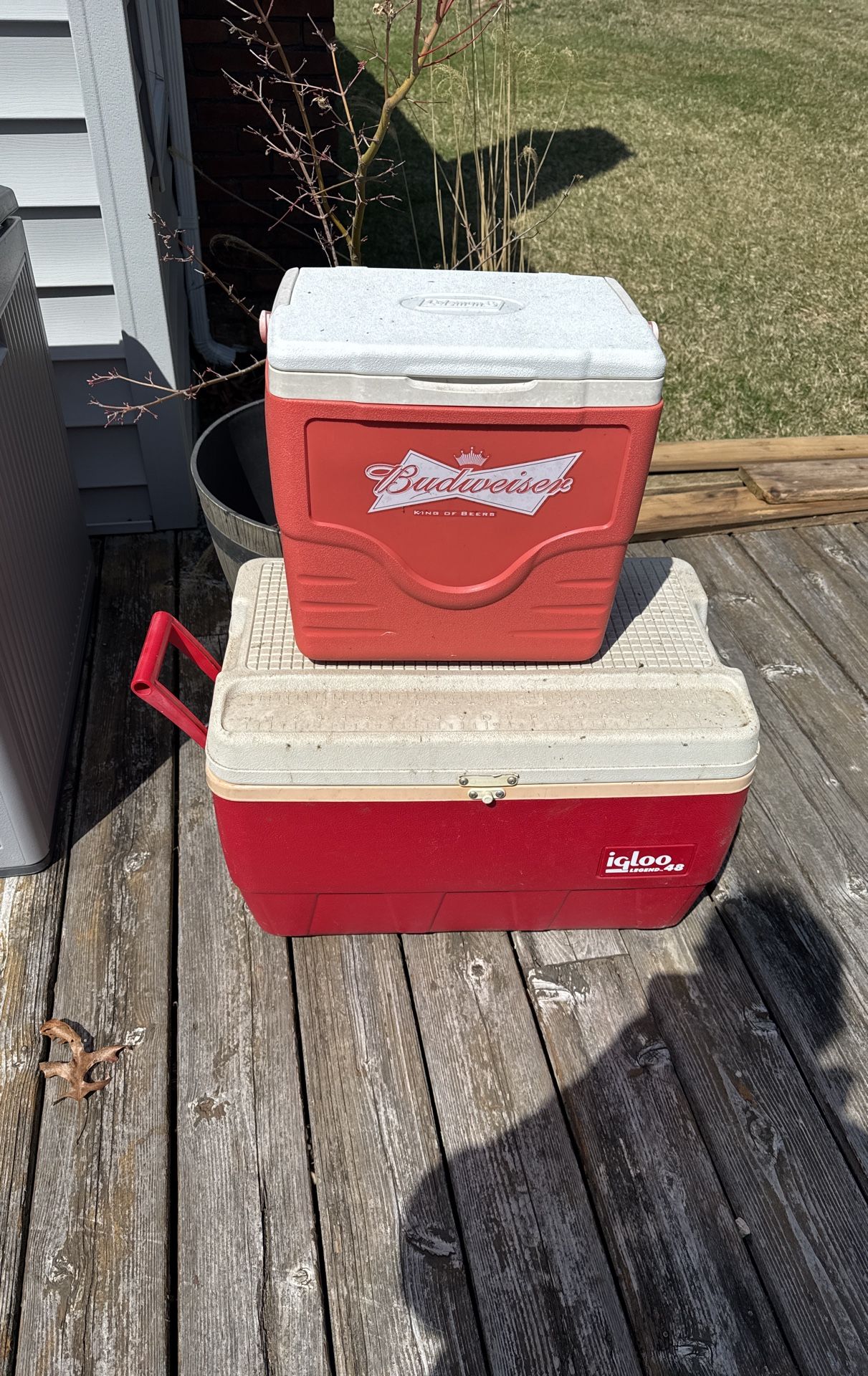Coolers  Igloo Cooler  Coleman Budweiser 