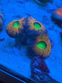 Coral pictures