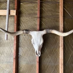 Longhorn Skull Wall Art