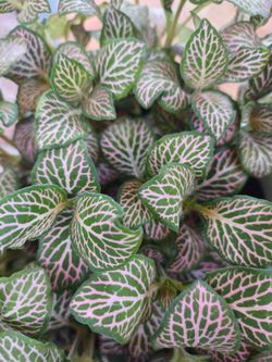 Cute Nerve plant 🪴