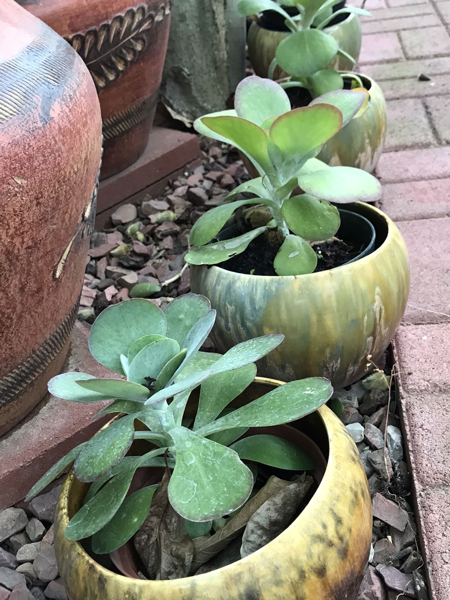 4 Succulents Plants in Ceramic Pots