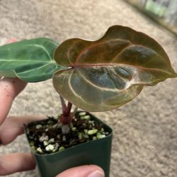 Anthurium (Zara X Michele) X Carlablackiae ‘RA 3’  $20