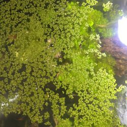 Free FISH duckweed