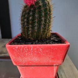 Cactus In Pot