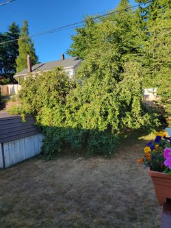 Feed Apples For Pigs