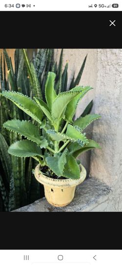 Mother of Thousands  Mexican Hat Plant Kalanchoe Succulent