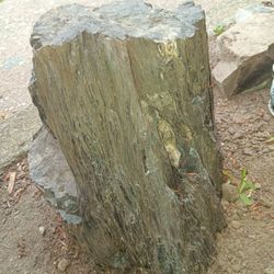 "PETROFIDE WOOD STUMP"