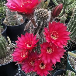Blooming Cactus Plant, In 2 Gallons Pot Pick Up Only