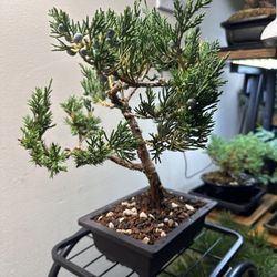 Chinese Juniper Bonsai 