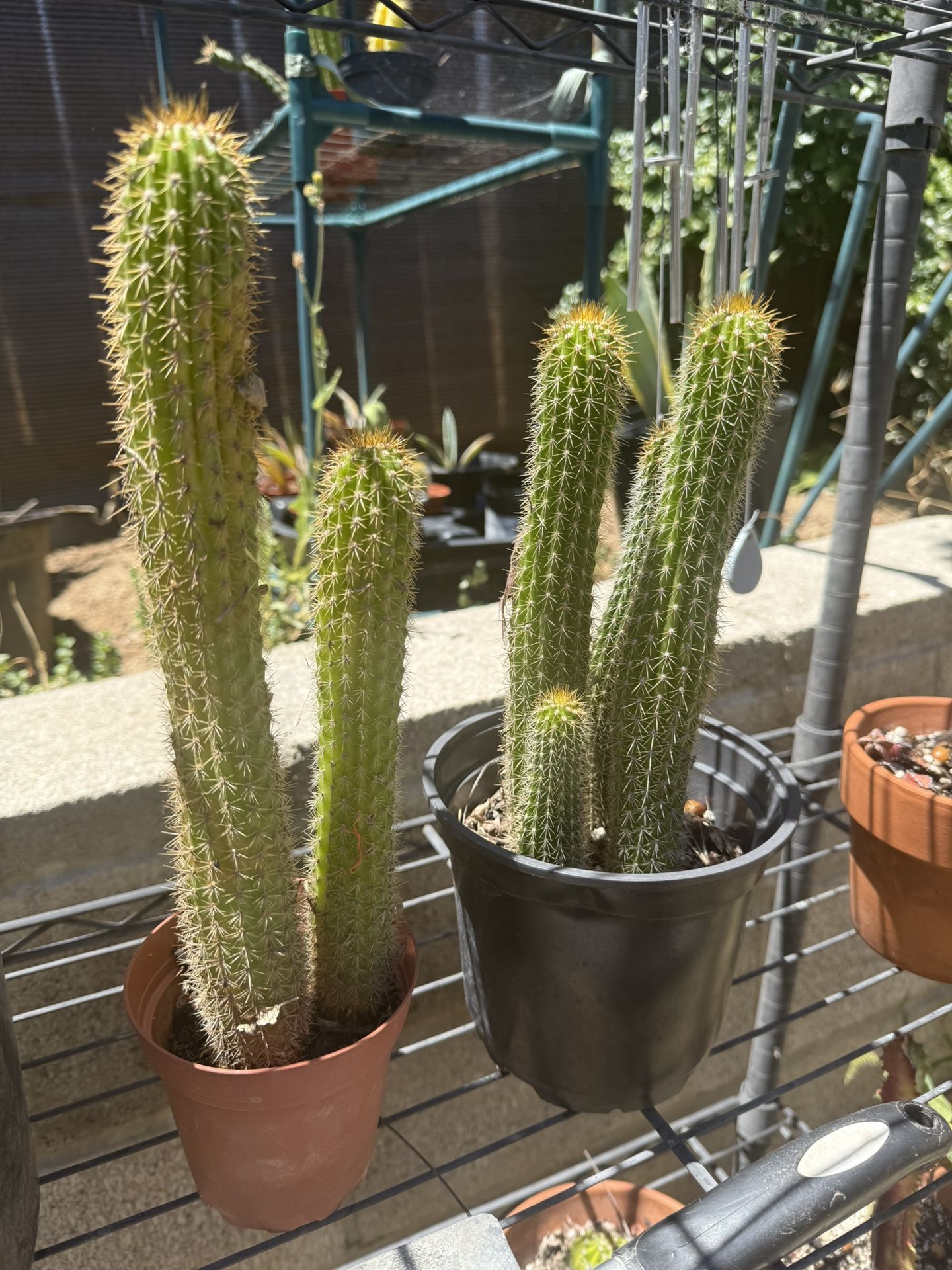PLANTS FOR SALE