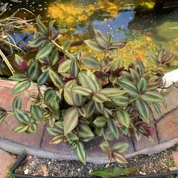 Tradescantia Zebrina