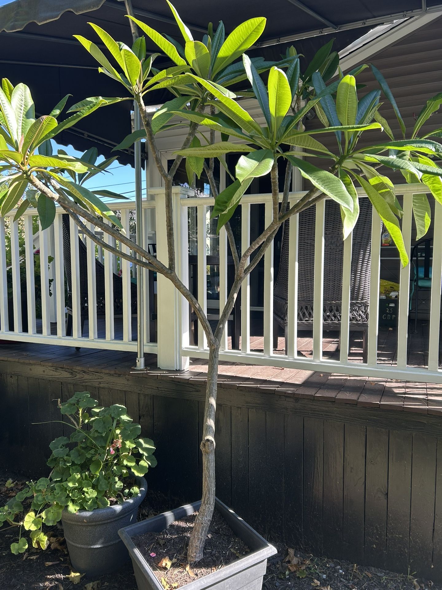Plumeria Tree