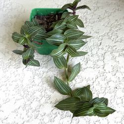 Tradescantia plant