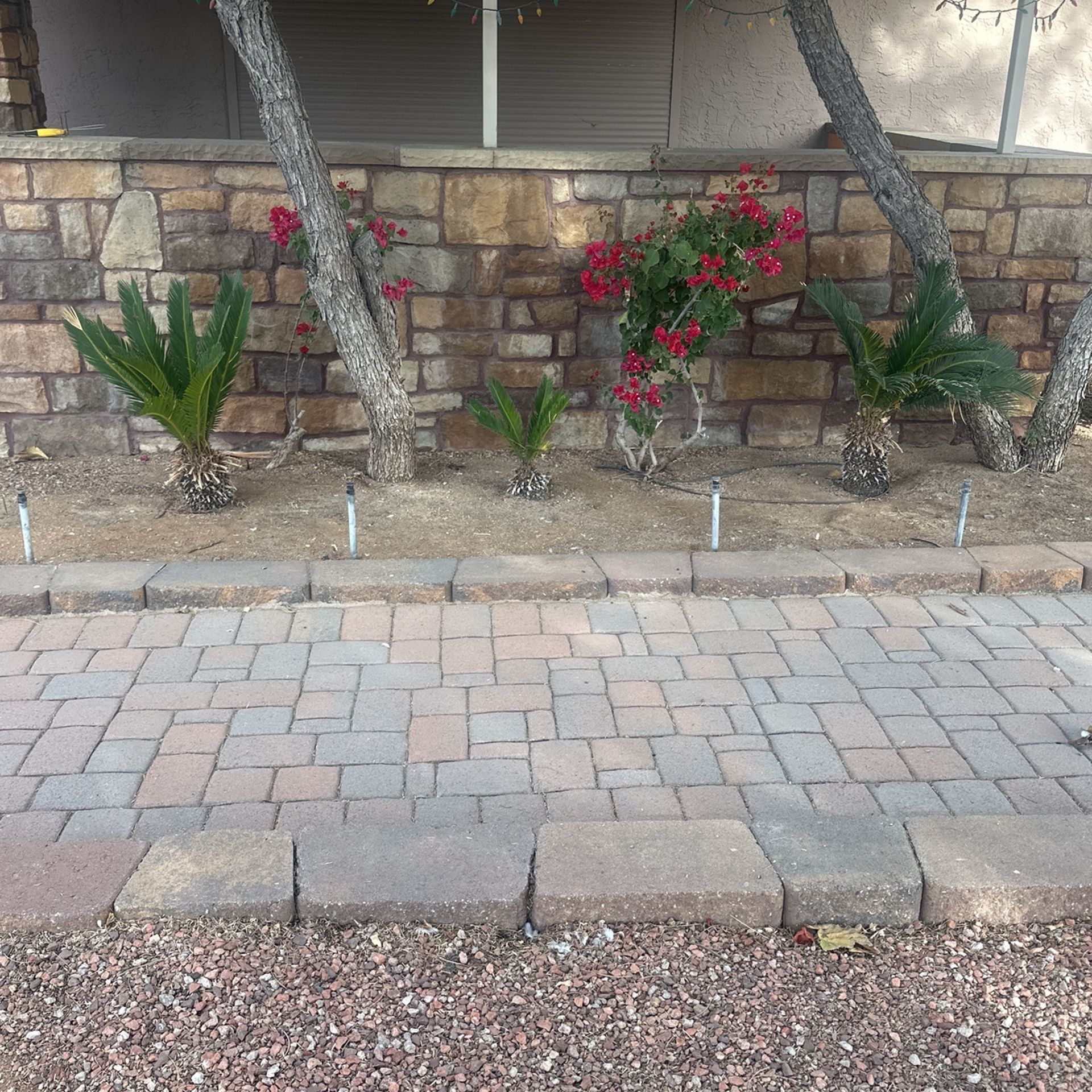 Baby Palm Trees