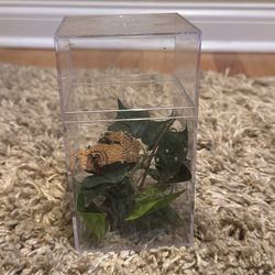 Small Terrarium