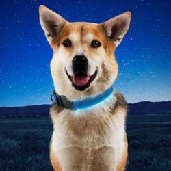 Blue USB Charged Glow Pet Large Dog Collar