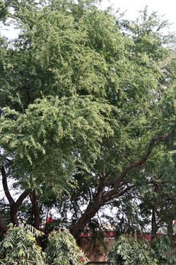 Guamuchil (Manila tamarind)