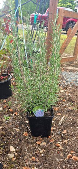 Arp Rosemary