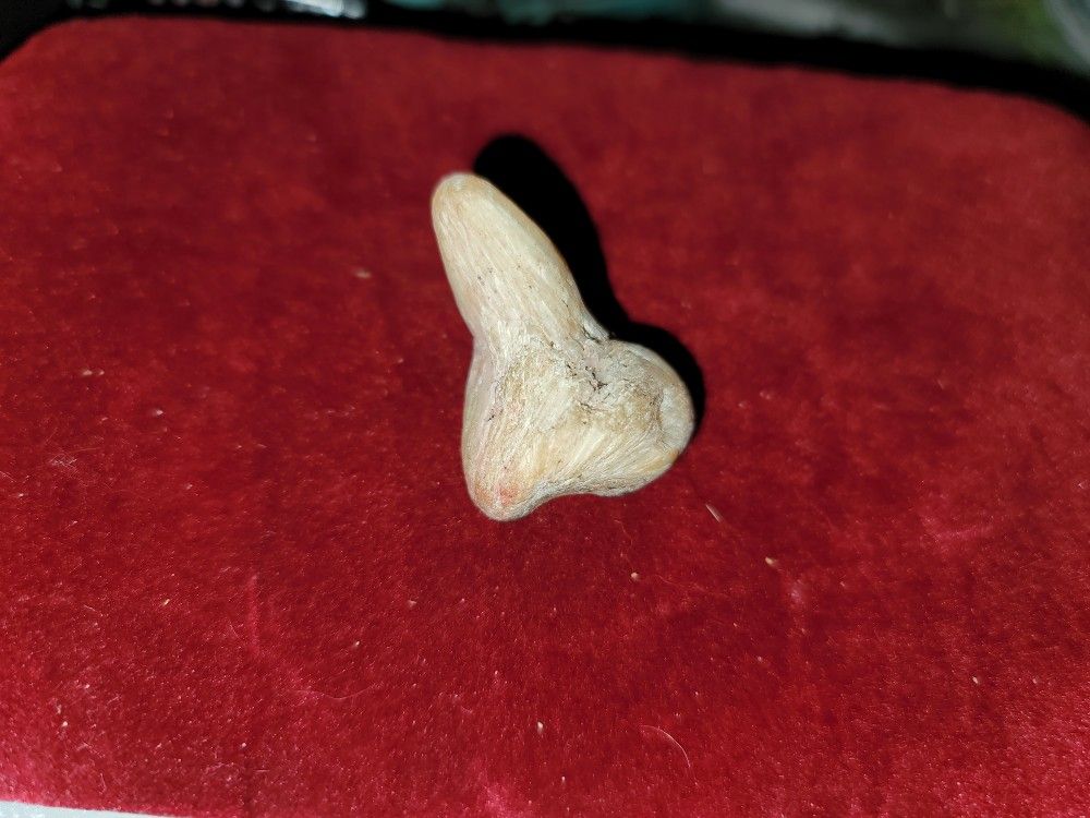Old Tooth