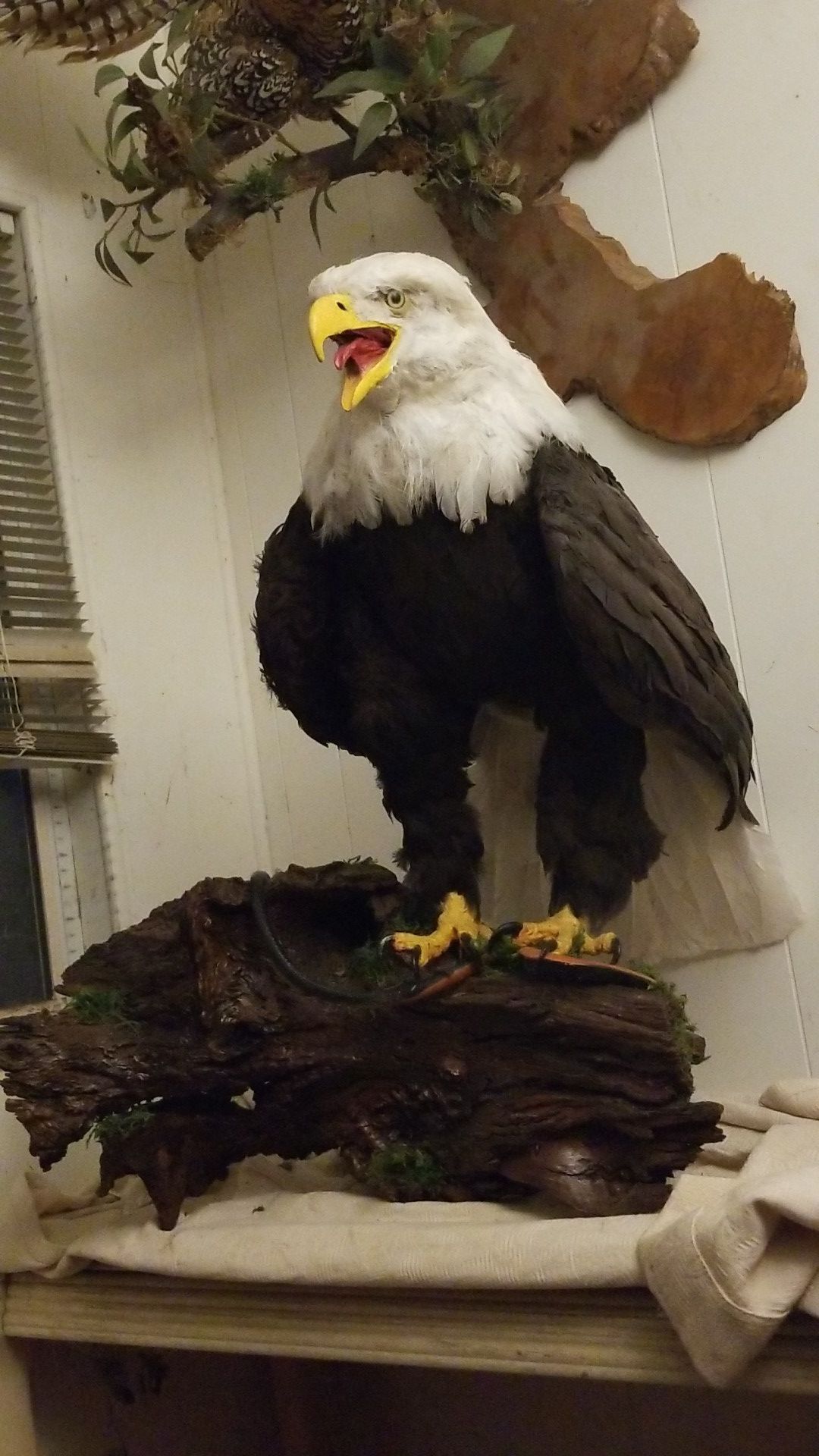Bald eagle reproduction taxidermy