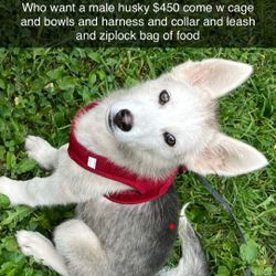 Husky Cage 