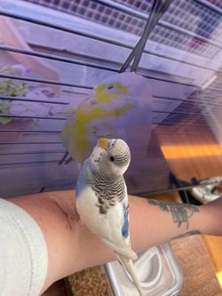 Bird Cage