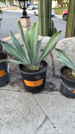 Agave Plant #3