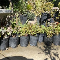 1 gallons of succulents