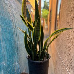 Planta Espada De San Jorge.  Snake Plant