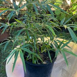 Golden Bamboo