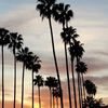 Palm Trees