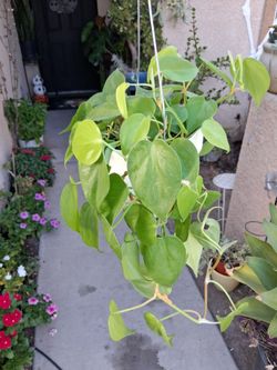 CLEARANCE  Philodendron Heartleaf Plant $15