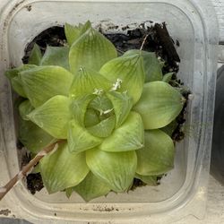 Haworthia Obtusa Succulent 2