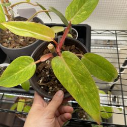 Philodendron Painted Lady