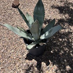 American Agave
