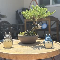 Shohin Japanese Dwarf Juniper Bonsai (Procumbens Nana)