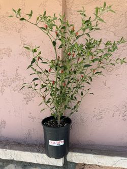 Chiltepin & Chile De Arbol Pepper Plants