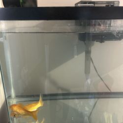 Fish Tank Table Food Feeder Filter