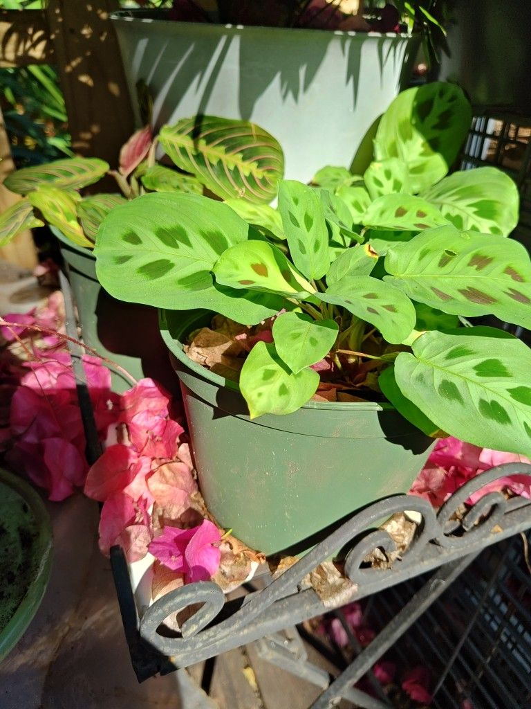 Prayer Plants