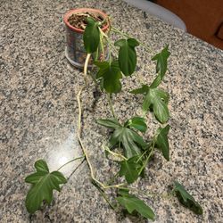 Oak Leaf Philodendron In Pot