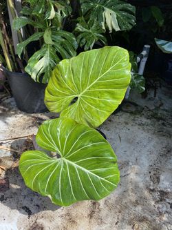 Philodendron Gloriosum 