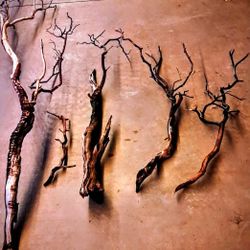 Treated Manzanita Branches Wood For Fish Tanks/Reptile 