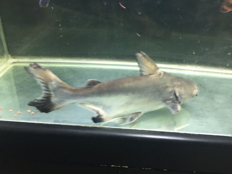 Paroon Shark #2 Freshwater