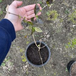 European Privet Shrub Bush -$3