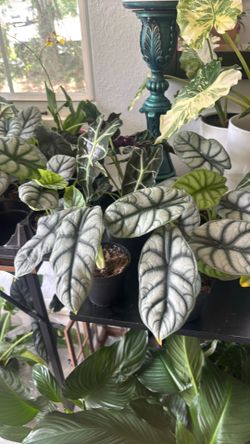 Alocasia