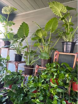 Huge Houseplants/Indoor Plants for Sale