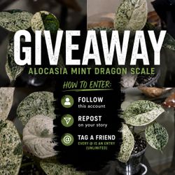Free giveaway alocasia mint dragon scale