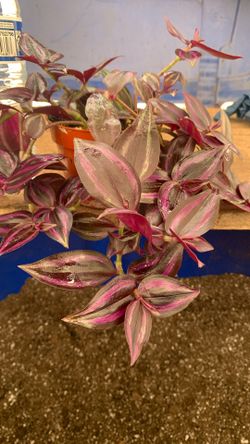4” Tradescantia Zebrins