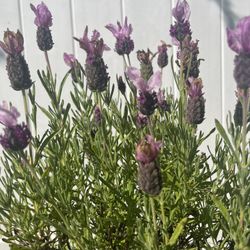 Limited Quantity For Mother’s Day - French Lavender Plant (Topper)