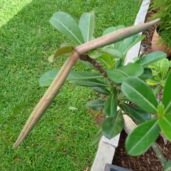 Desert Rose Baby Plants 